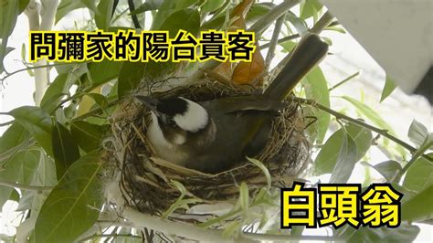 鸟筑巢吉兆|「鳥築巢吉兆」：寓意新居興旺發財，取諧音「鳥」與「褔」相同。